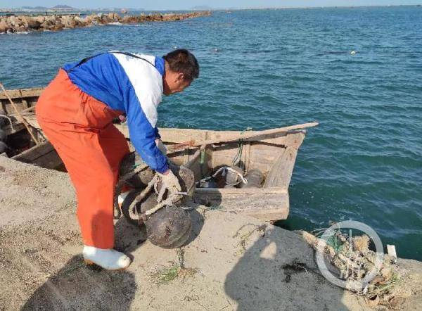 商家|掺盐充重的盐渍海带：5斤货中有1斤盐