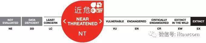 物种图册-驴羚