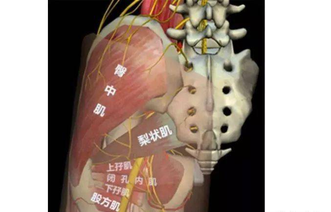 80%腰腿痛都与这个肌肉有关系!