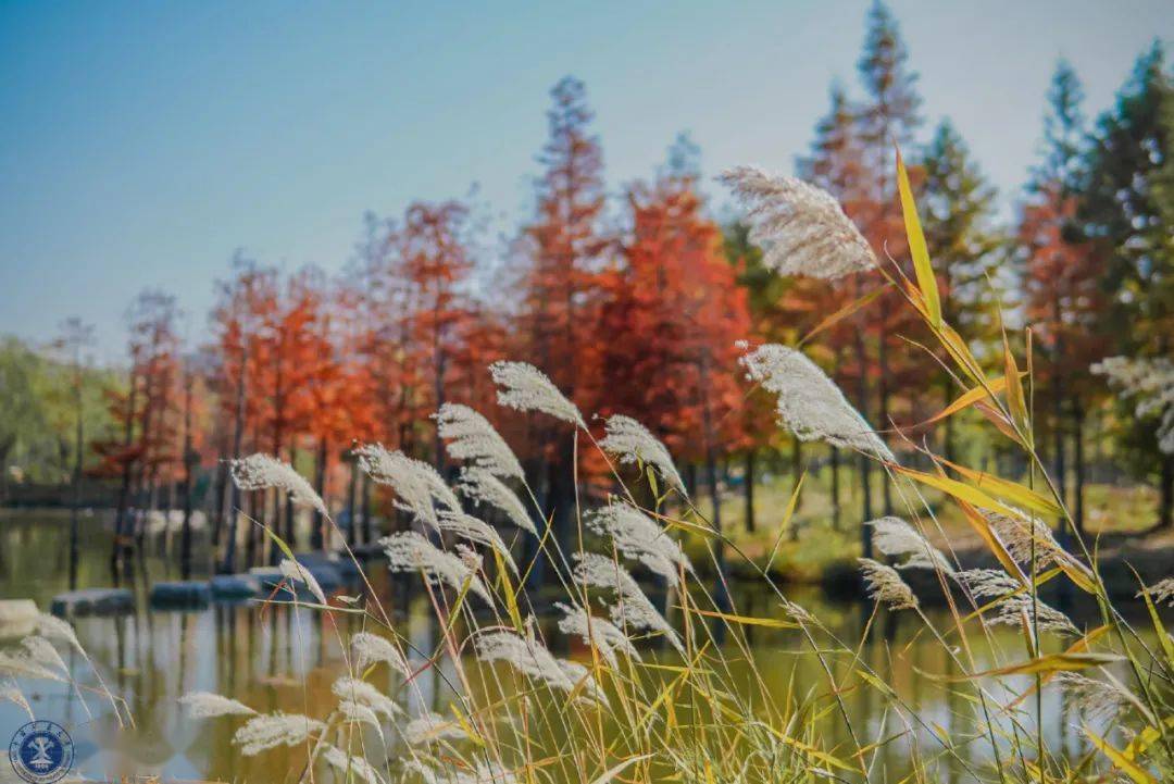 官宣|高校“官宣”秋景来了，有你的校园记忆吗？