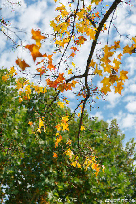 校园|醉了醉了！全国高校秋色大赏来了