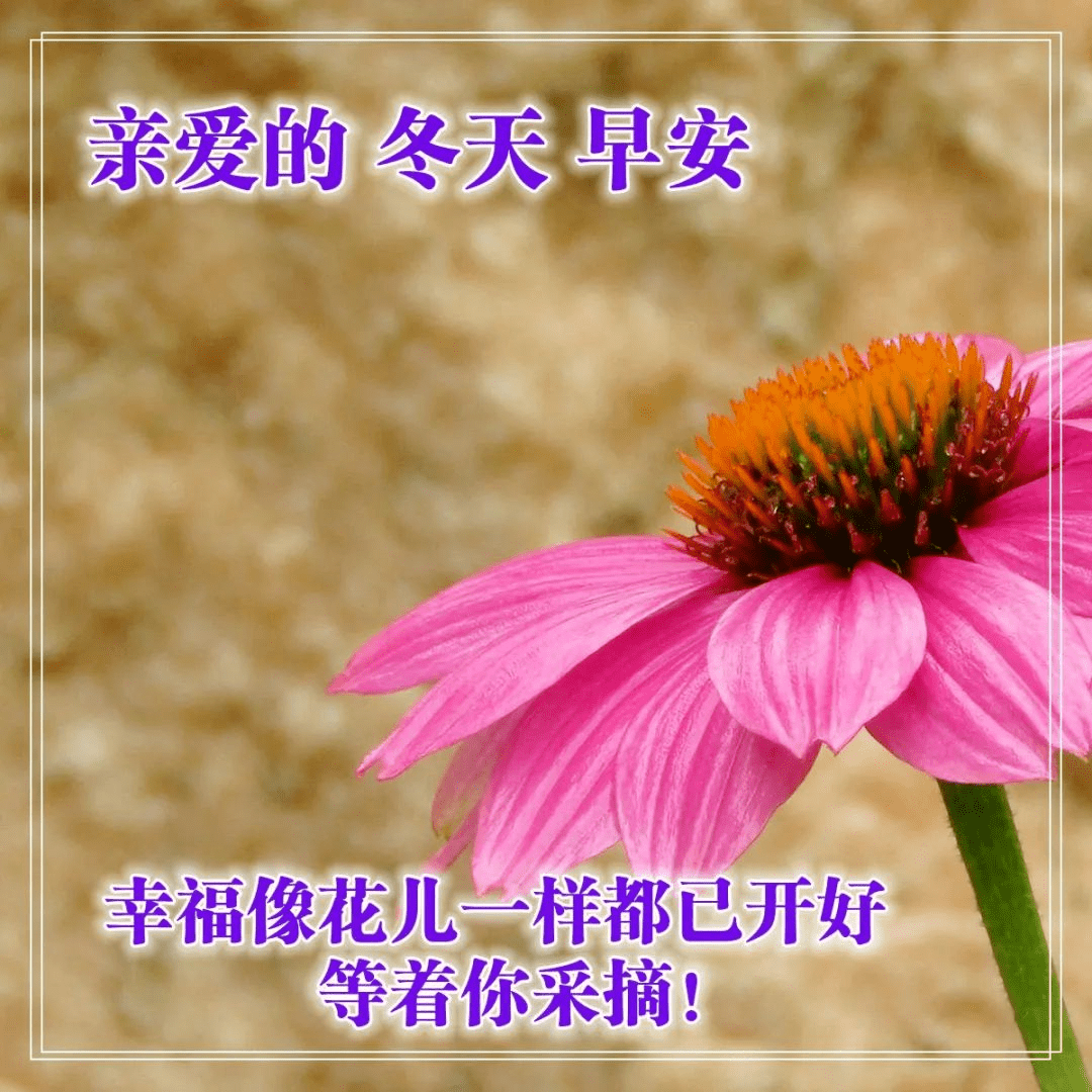 11月最新版早上好问候语图片大全,精美的早晨祝福语带图片表情