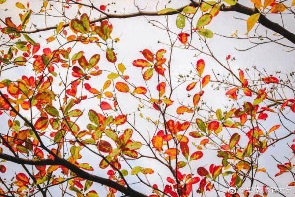 秋景大|高校秋景大赏丨想在春天种下一片色彩 在秋天送给你