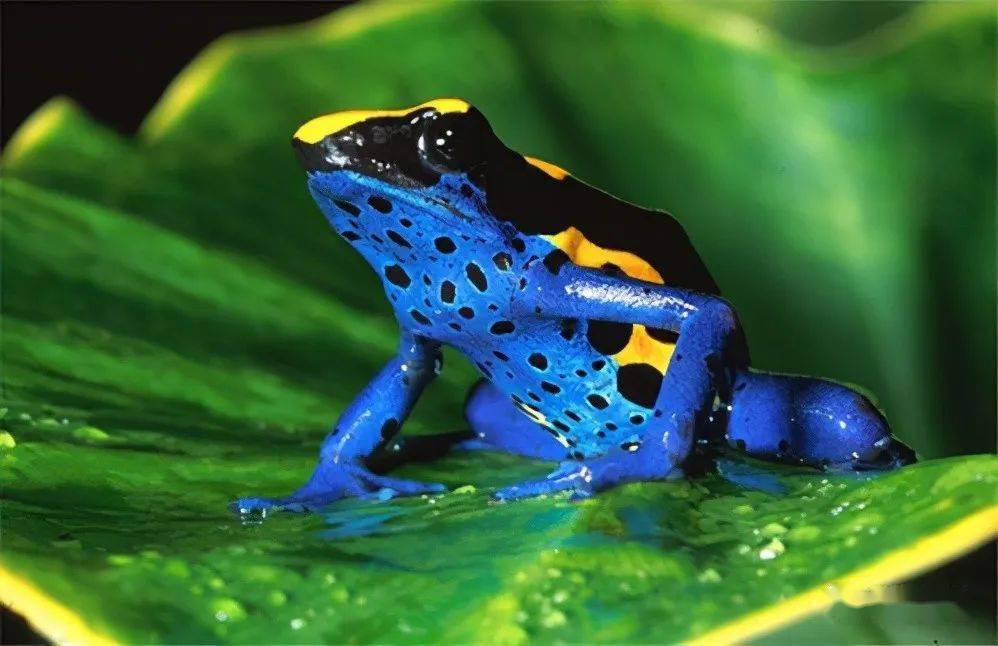 箭毒蛙家族中,最毒的种类是哥伦比亚艳黄色的(叶毒蛙属),仅仅接触就能
