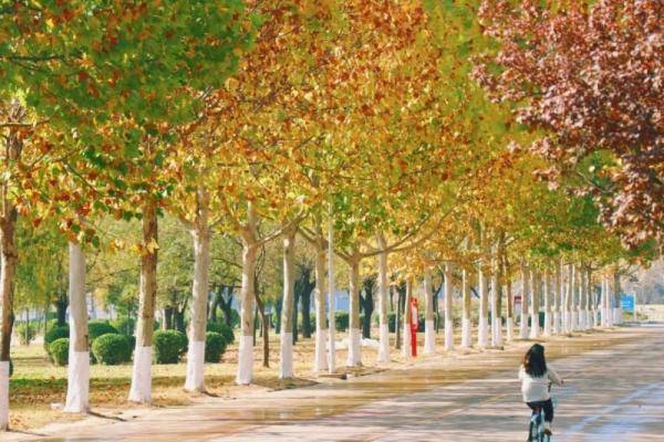 秋景大|高校秋景大赏丨想在春天种下一片色彩 在秋天送给你