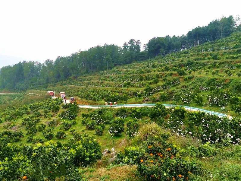 油沙坡变柑橘园 荒山坡上结出了致富果_种植