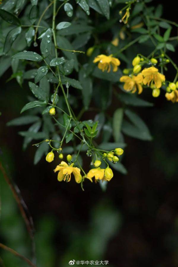 秋景大|高校秋景大赏丨想在春天种下一片色彩 在秋天送给你