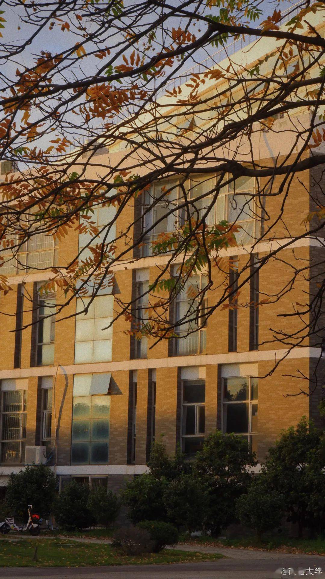 官宣|高校“官宣”秋景来了，有你的校园记忆吗？