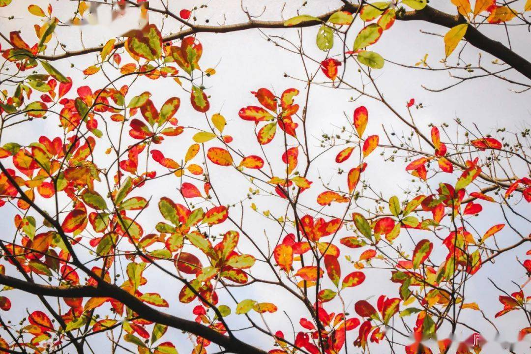 官宣|高校“官宣”秋景来了，有你的校园记忆吗？