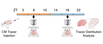 暗处理的作用是什么 56bfaaa6f7e54b4d8972a6581f24ef06.png