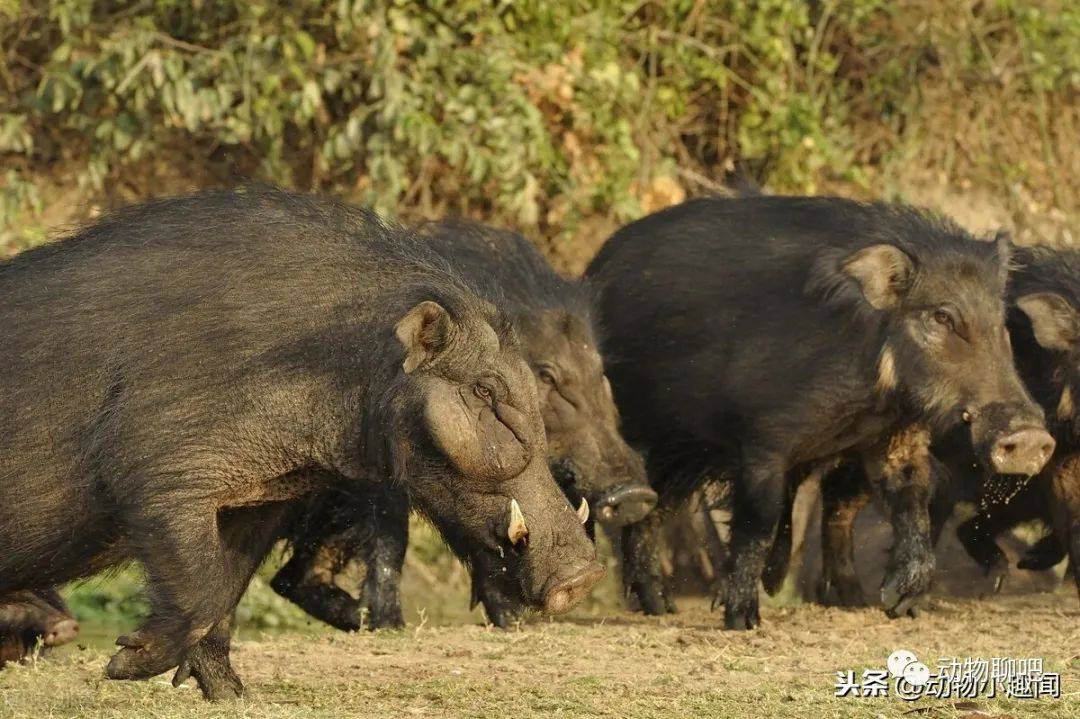 非洲巨型野猪,体型大过东北虎,狮子都头疼_手机搜狐网