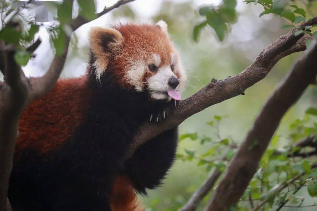 小熊猫"吐舌头"是为了卖萌吗?