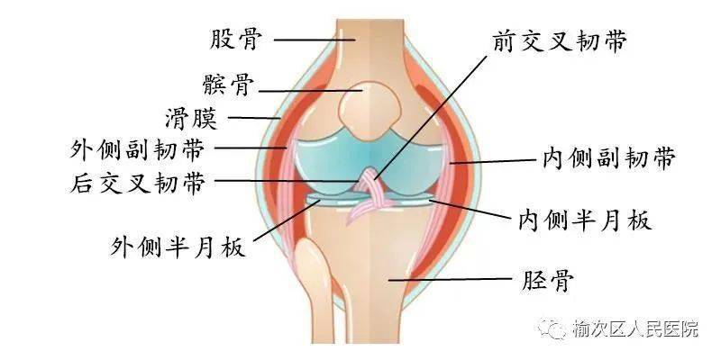 位辨病因 膝关节是人体最大,结构最复杂的关节,它由  层滑膜,  个半月
