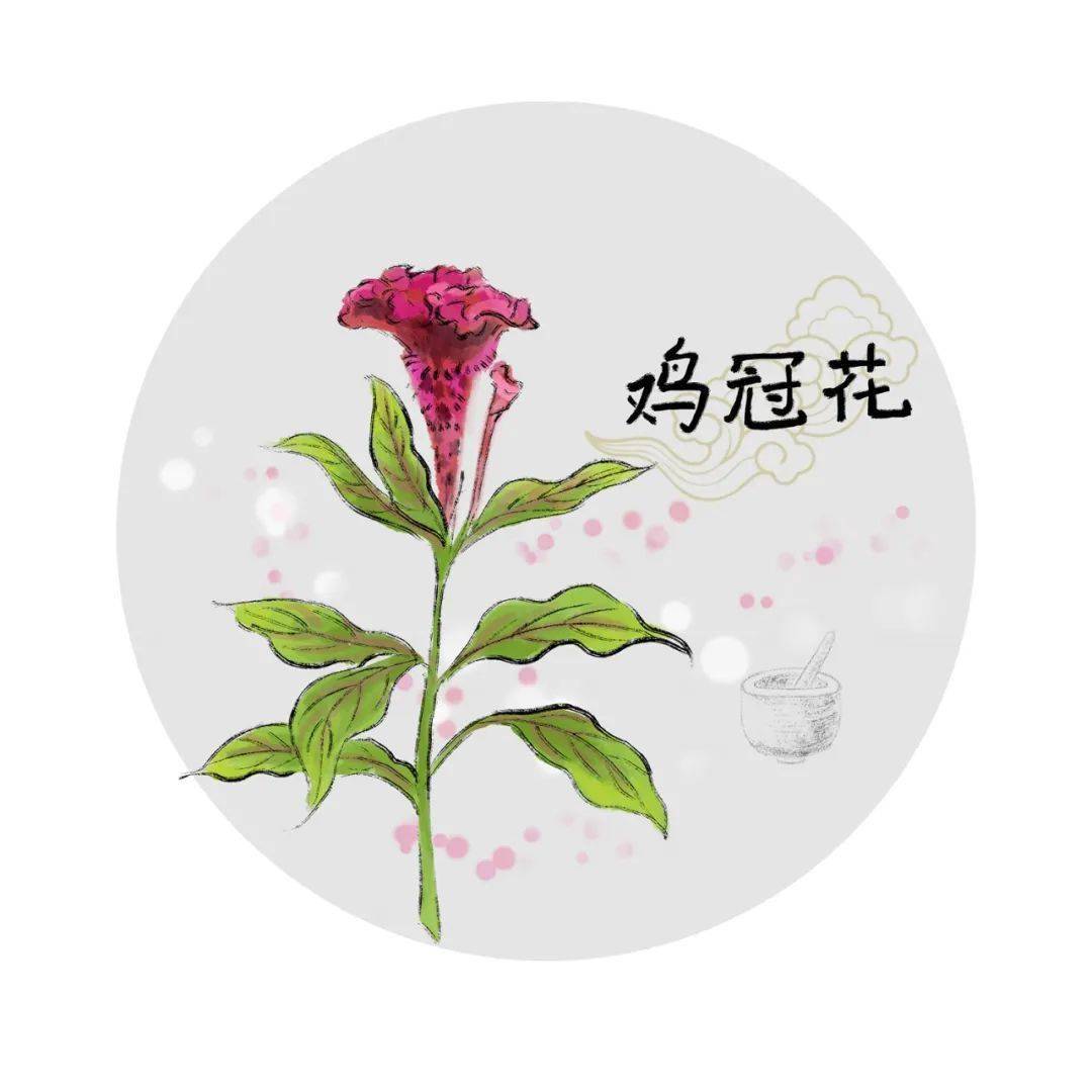 秋季里的一抹亮色—鸡冠花