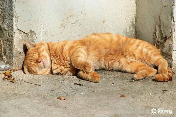 秋景|惊艳！高校官宣秋景来了，有你的母校吗？