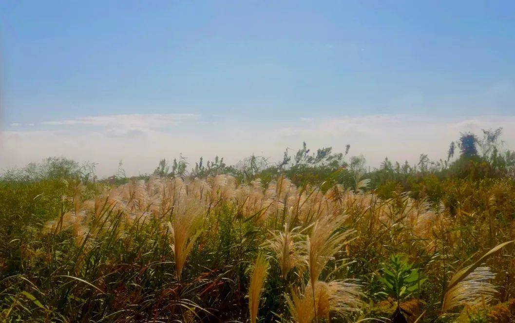 临江湿地的芦苇是一道靓丽的风景