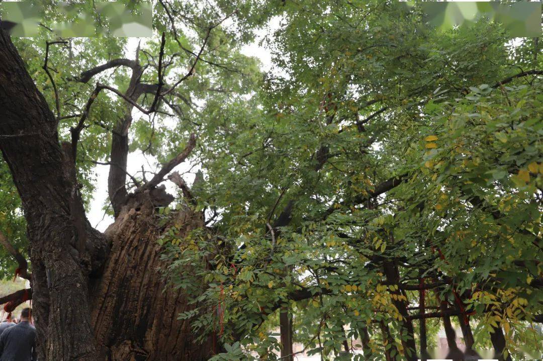 【街镇风采】万德街道马套村: 古槐树见证新生活