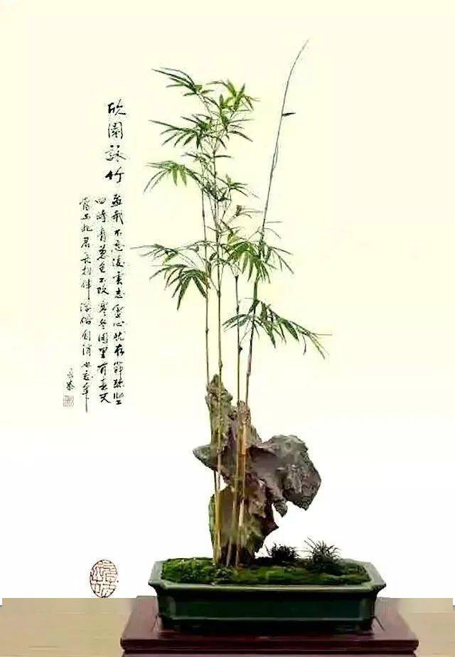 将竹子做成盆景,便多一分雅趣!