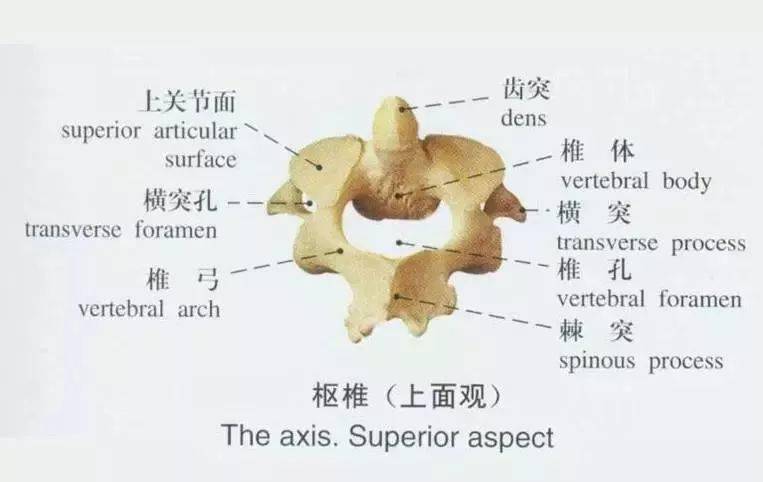 寰枢关节紊乱的诊断与治疗