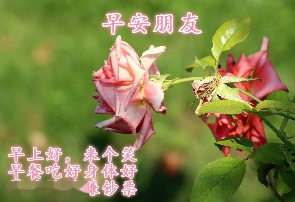 朋友圈最好看的早安温馨祝福图片 清晨问候朋友最暖人