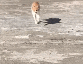 看完这些小萌猫,我忘了猫咪是怎么走路