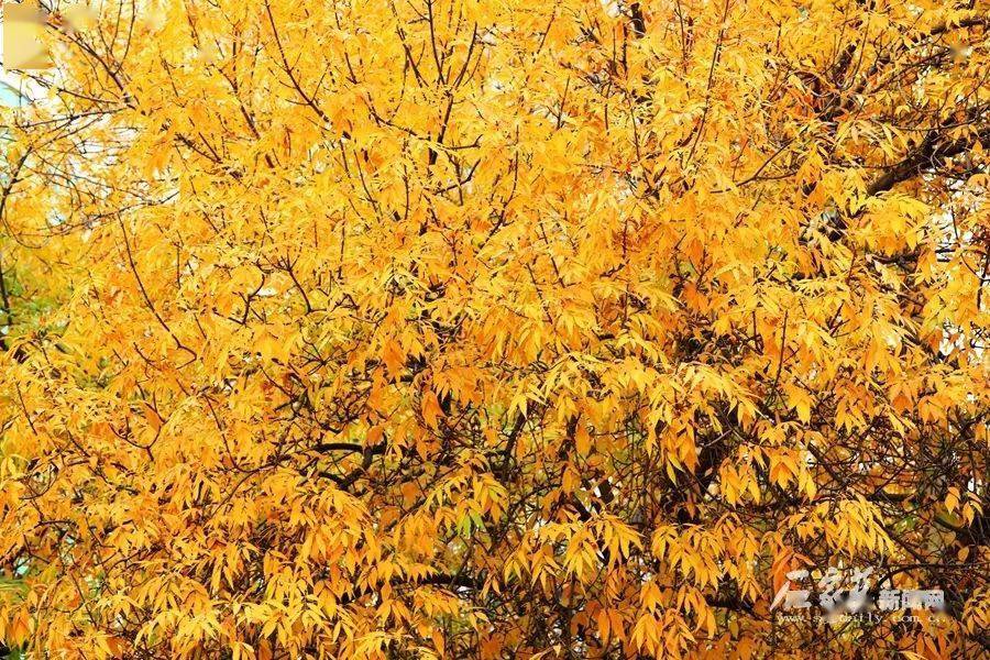 白蜡树黄色的树叶挂满枝头.