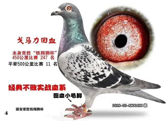 10e72e61cfc24e6180352d8c05ab7bf2.jpeg