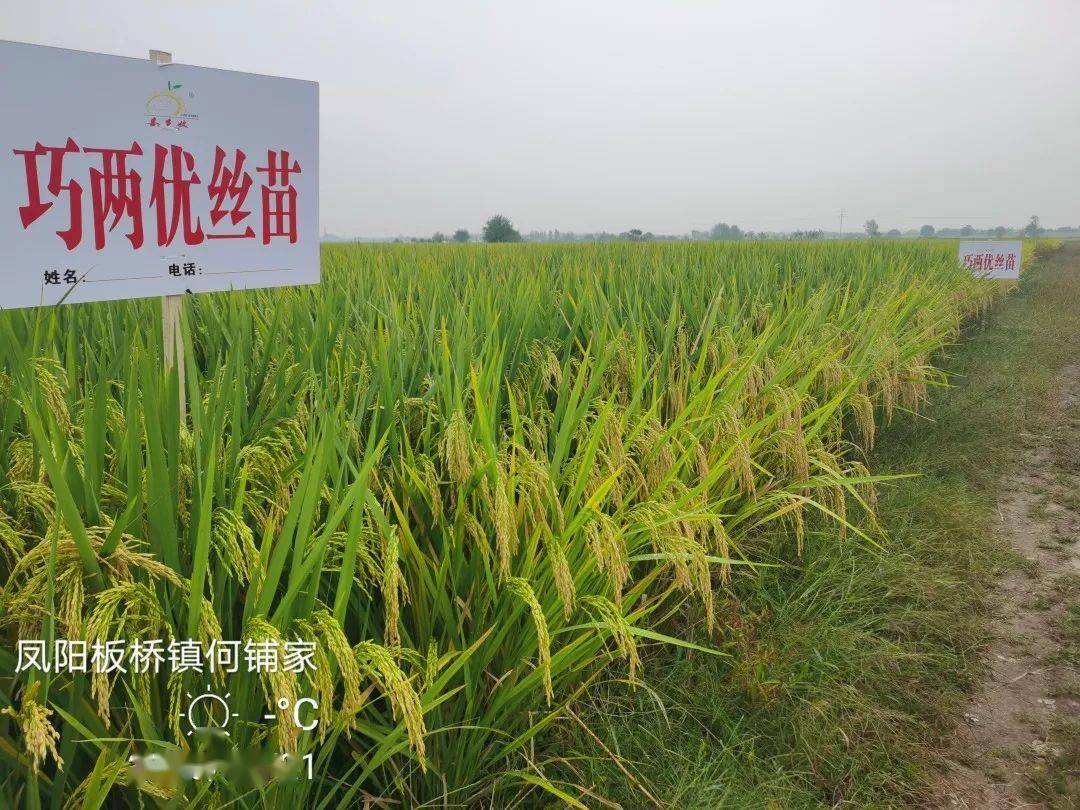 【955·关注】稻花飘香,邀您共赏—巧两优丝苗实地测产现场观摩会