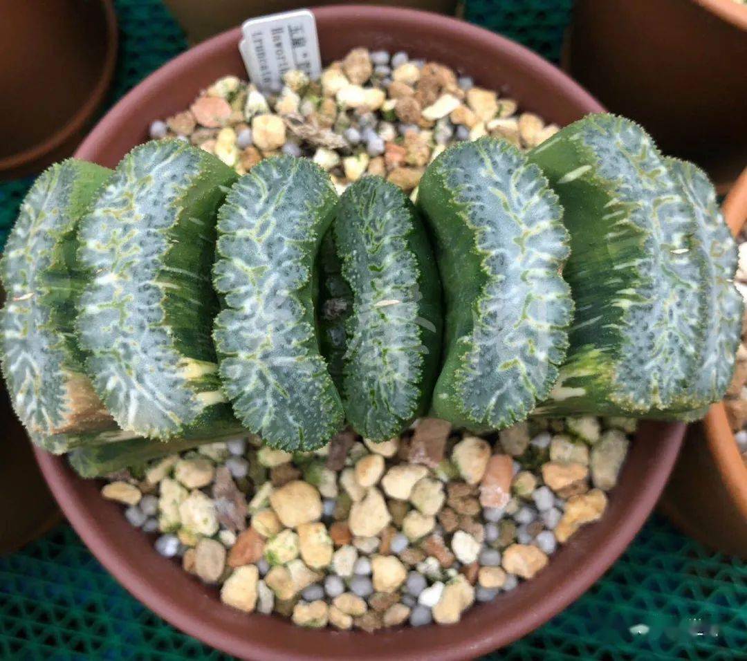 16万象锦【万象交配锦】侧芽3.8cm 50起30加 来自多肉爱好者
