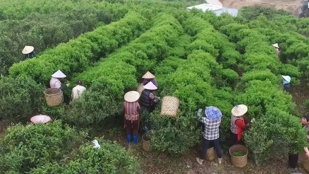 【触电新闻"潮味十足,潮州凤凰山这种"小众茶"有扶贫大作用 脱贫