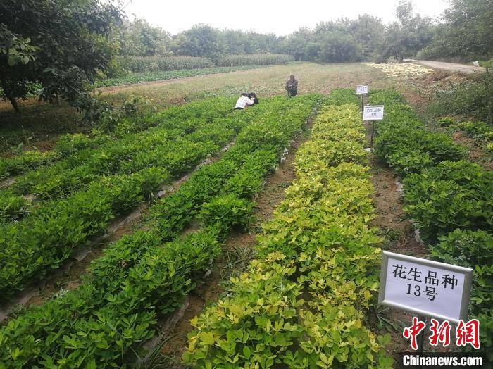 青海:花生种植取得新突破 打破花生种植"真空地带"