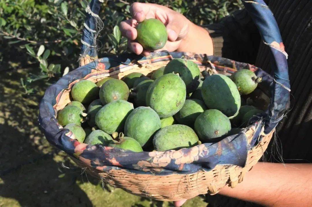 菲油果每年10月中旬
