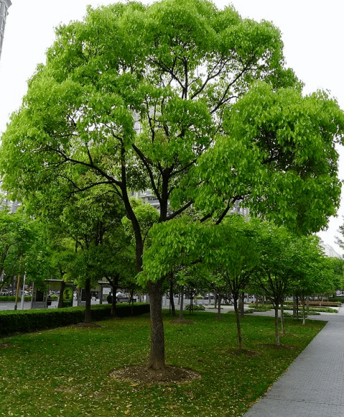 江西樟树市17年gdp是多少_樟树,丰城,高安2017年经济数据出炉,力压江西四个地级市