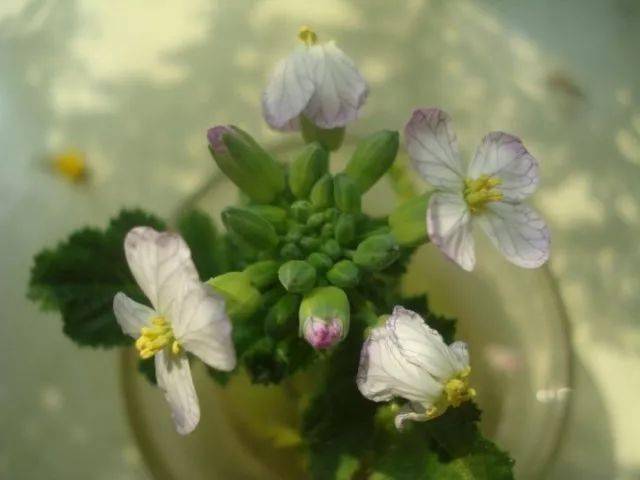 晒图| 水培白萝卜开花,像棵奇特的花纹菜!