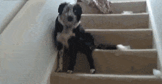 320_167gif 动态图 动图