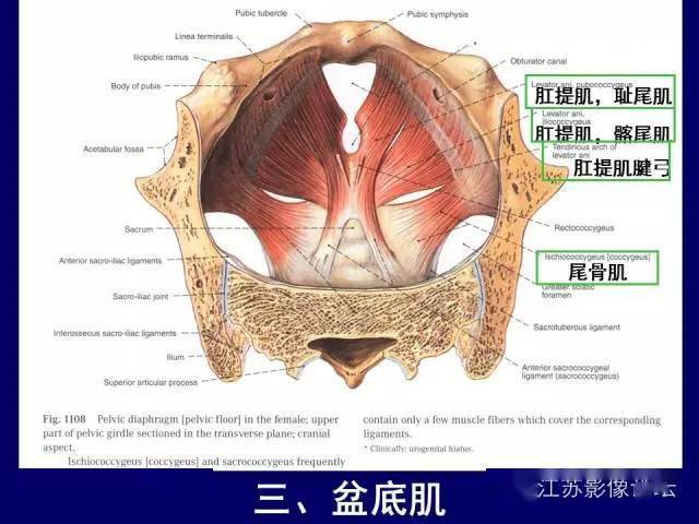 男性盆部断层解剖图谱