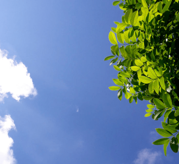 用花草或风景图片做头像的女人, 她们大度宽容,心态淡然, 不爱计较