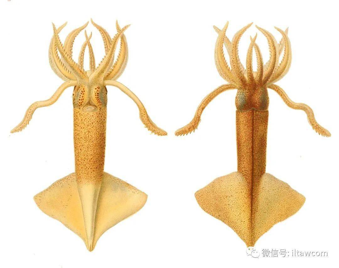 17 种最适合您水族馆饲养的美丽鱼类- FnB Tech : FnB Tech, image size:1080x856