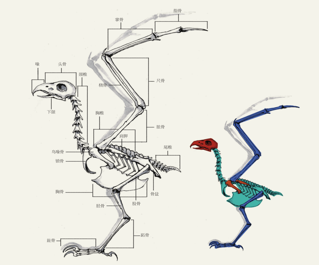 老鹰靠双翅飞行,因而胸骨结构比较奇特,以方便胸部肌肉牵引.