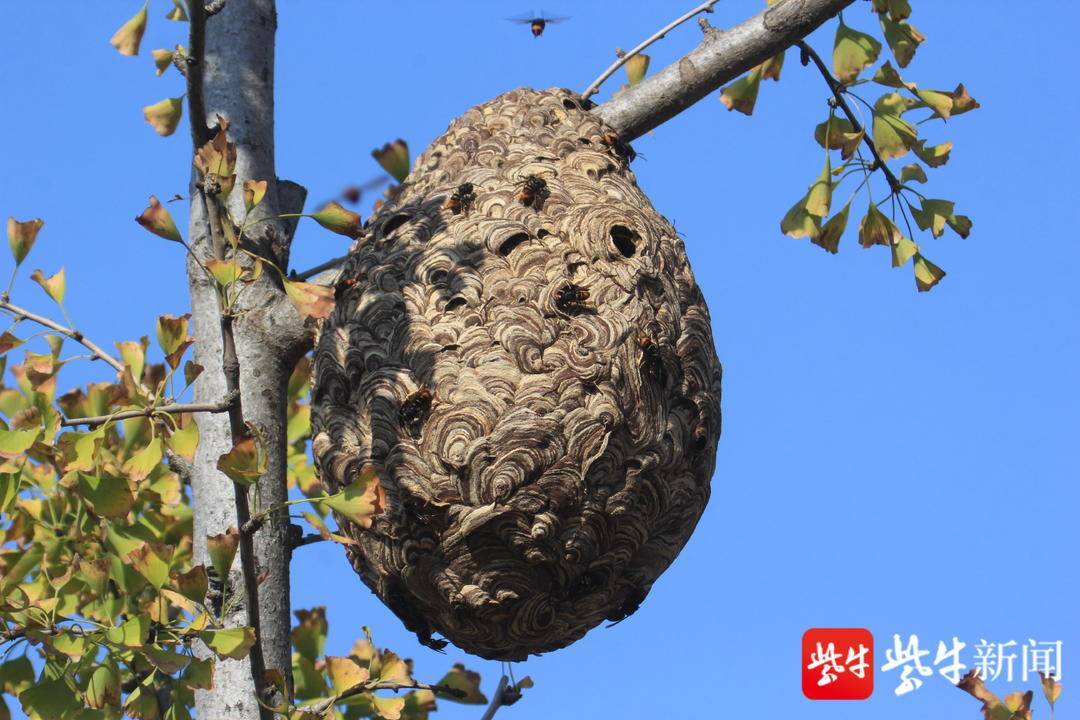 南京滨江外滩马蜂窝比篮球大，外观奇特引人关注(图2)