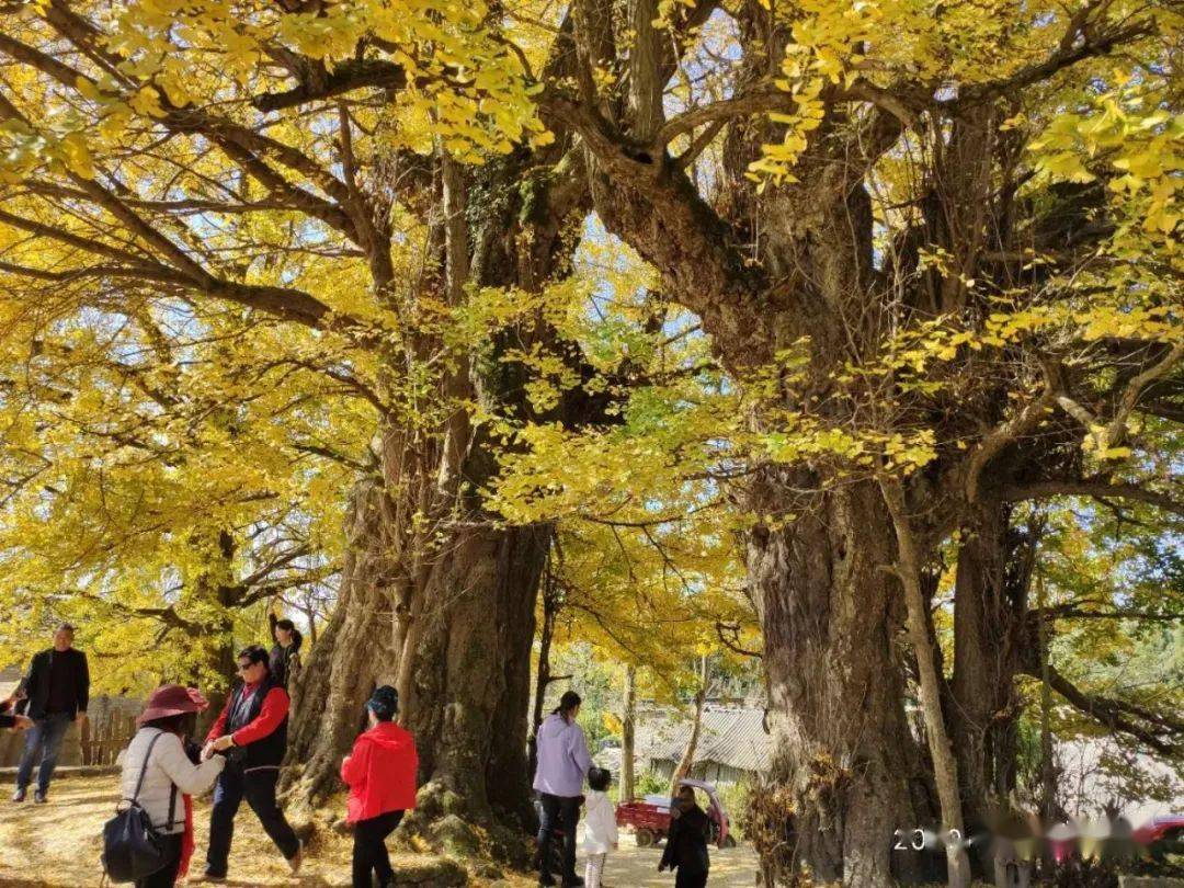 因为大伙不熟悉,只能乱停其实青龙寺旁边有一片很大的空地可以停车