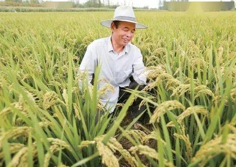 脱贫职工种植的绿色水稻喜获大丰收. 王立抗 摄