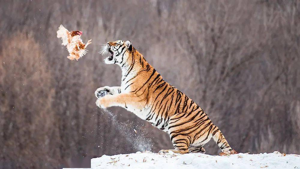 更有机会拍摄到东北虎雪地捕食的壮观场景