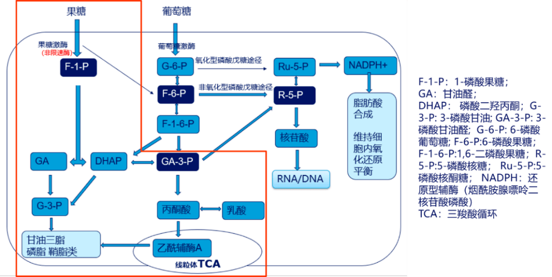 在小鼠肝细胞中进行的实验也证明果糖在肝细胞中参与脂肪酸合成的效率