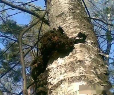 桦树茸的作用与功效有哪些 d6764ded160c4317b1919cfdeb54fc9c.jpeg