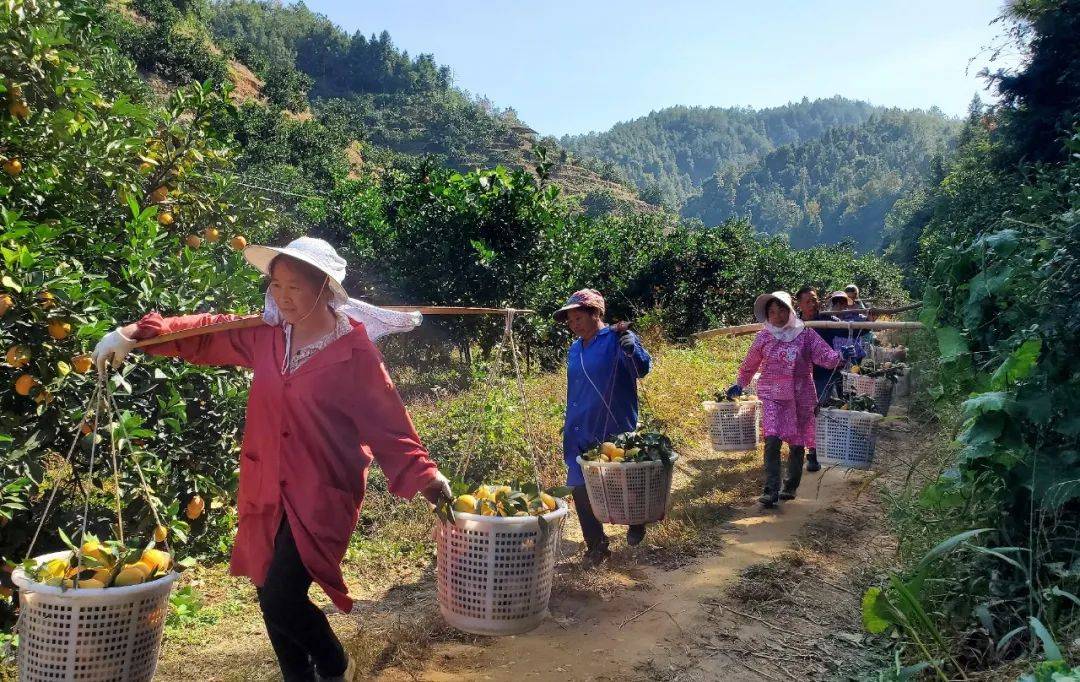 有10000多亩总产量预计达6000多万斤记者:钟崇萌,郭祥宇图片:陈定志