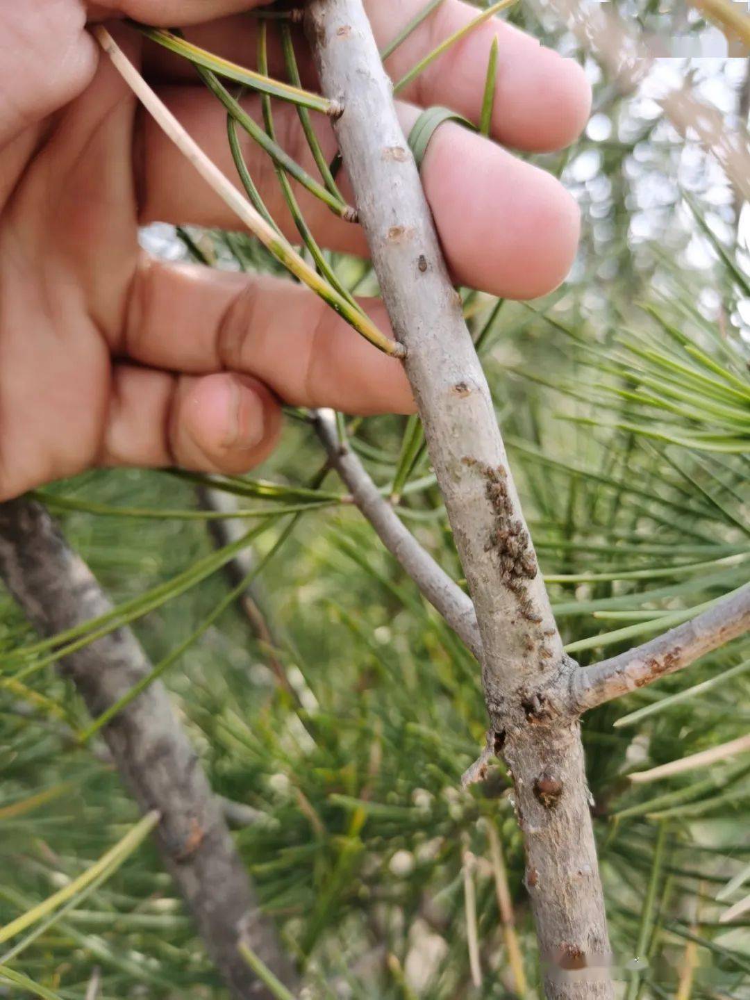 油松滴油刺吸式害虫在作怪