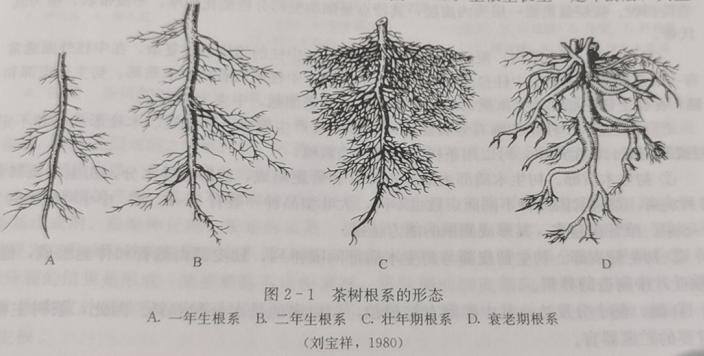 在种植与加工中,无处不在的微生物都做了什么?_茶树