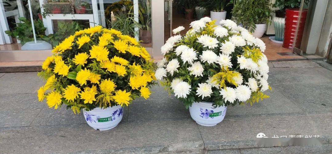 寒衣节,鲜花寄哀思