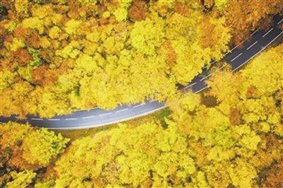 叶子|炫丽红橙黄！秋叶为什么要变色？